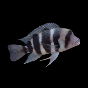 Cyphotilapia Frontosa Kavala 3cm