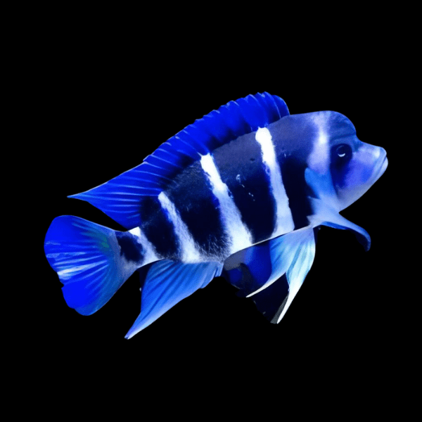Cyphotilapia Frontosa Blue Zaire Moba 3cm