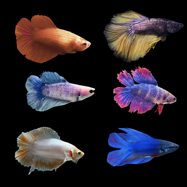 Full Moon Betta Assorted Female 3cm