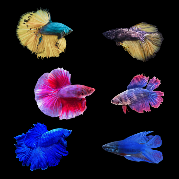 Full Moon Betta Assorted Pair's Male & Female 3cm