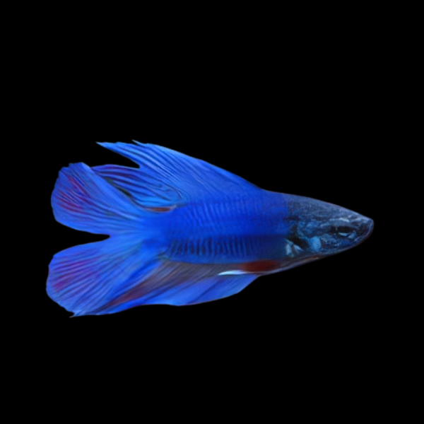 Full Moon Betta Female Blue 3cm