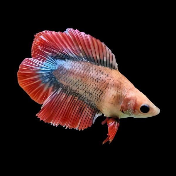 Full Moon Betta Female Pink Base 3cm