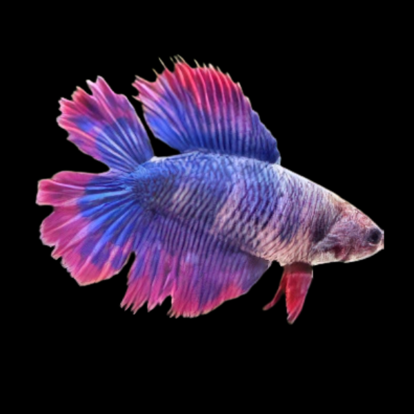 Full Moon Betta Female Purple Base 3cm