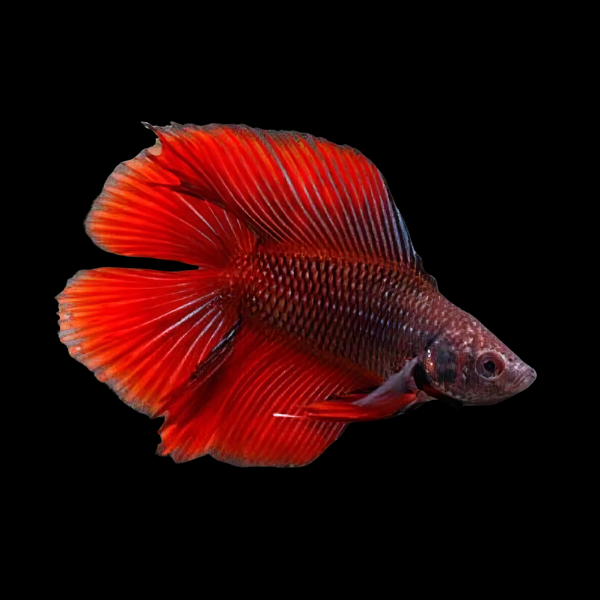 Full Moon Betta Female Red 3cm