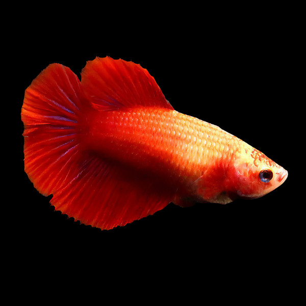 Full Moon Betta Female Red Base 3cm