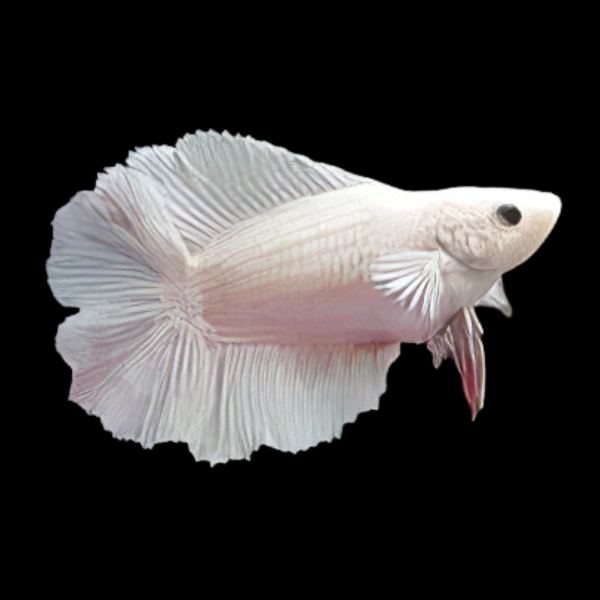 Full Moon Betta Female White Base 3cm