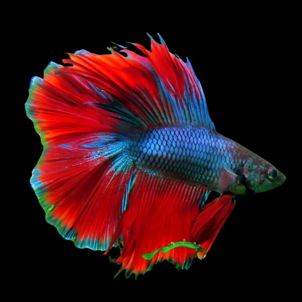 Full Moon Betta Male Blue Base 3cm