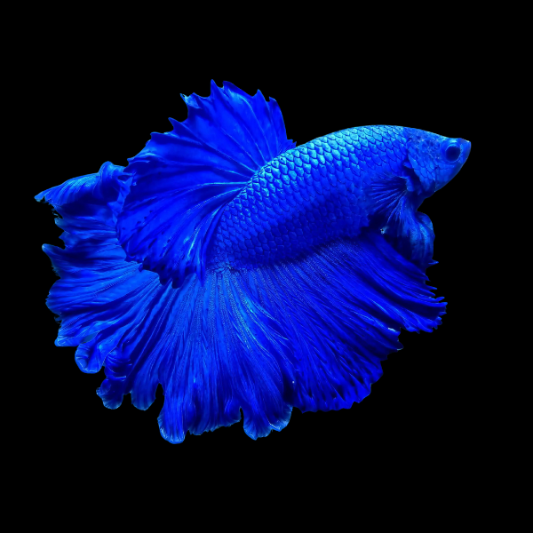 Full Moon Betta Male Blue 3cm