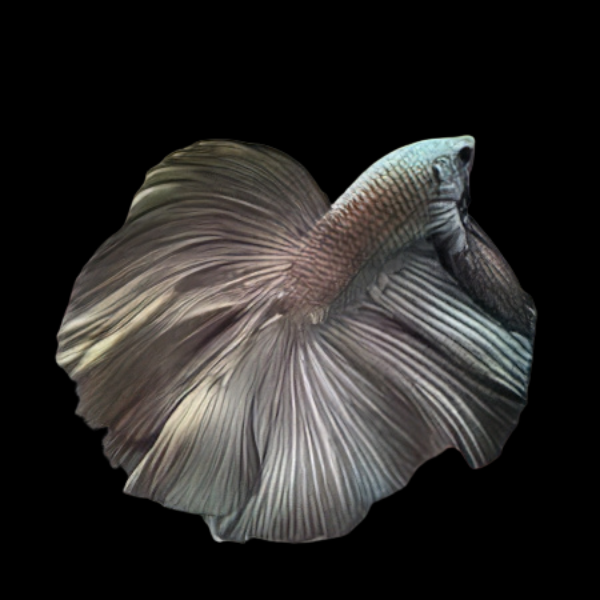 Full Moon Betta Male Copper 3cm