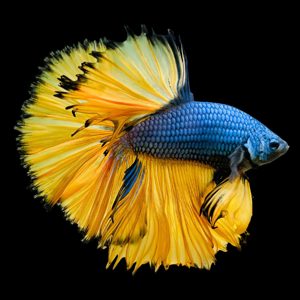 Full Moon Betta Male Mustard Gas 3cm