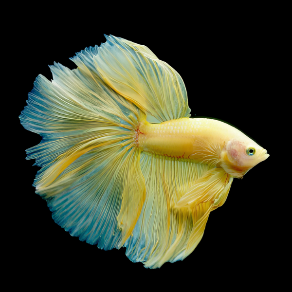 Full Moon Betta Male Yellow Base 3cm