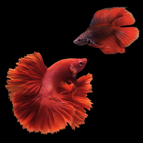 Full Moon Betta Pair Male & Female Red 3cm