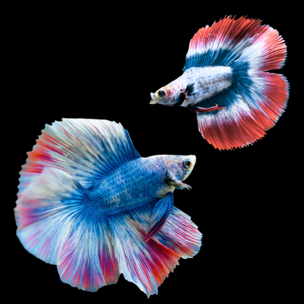 Full Moon Betta Pair Male & Female Tri Colour 3cm
