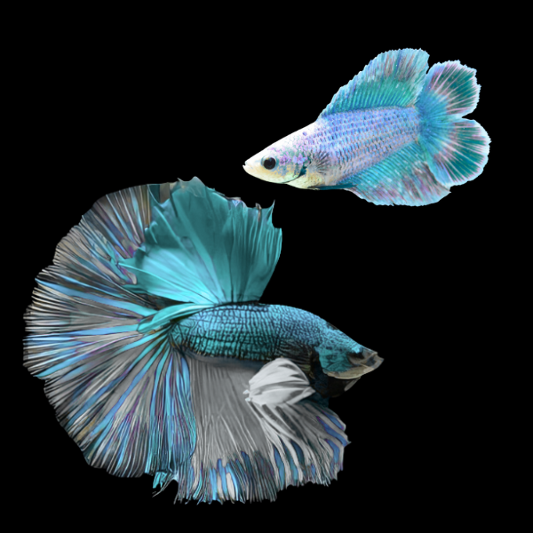 Premium Betta Pair Male & Female Double Tail Turquoise Based 3cm
