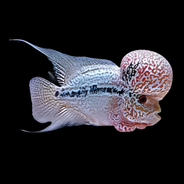 Full Pearl 1.8K Malau Flowerhorn Grade A 12cm Male