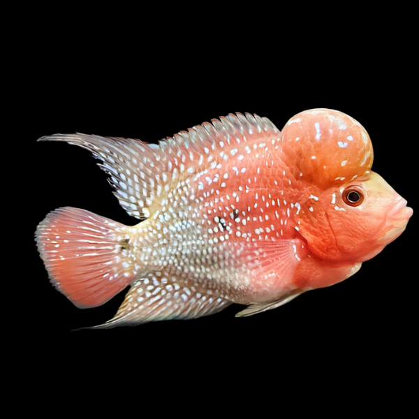 Full Pearl Chinese Zhen Zhu Flowerhorn Grade A 12cm Male