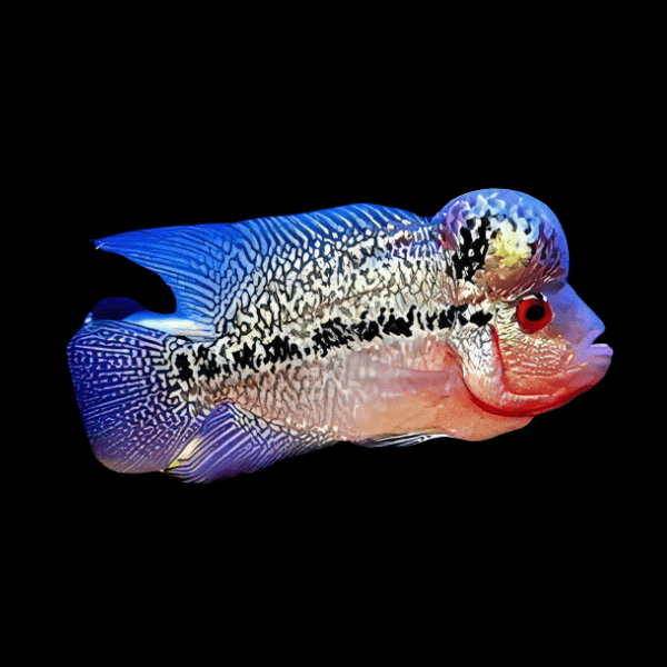 Full Pearl Diamond Kamfa Malau Flowerhorn Grade A 12cm Male