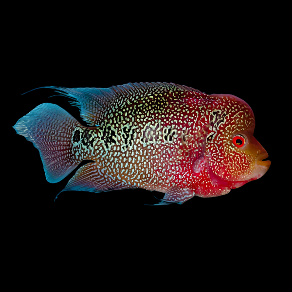 Full Pearl Full Moon Flowerhorn Grade A 12cm Male