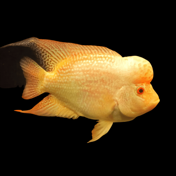 Full Pearl Golden Base Flowerhorn Grade A 12cm Male