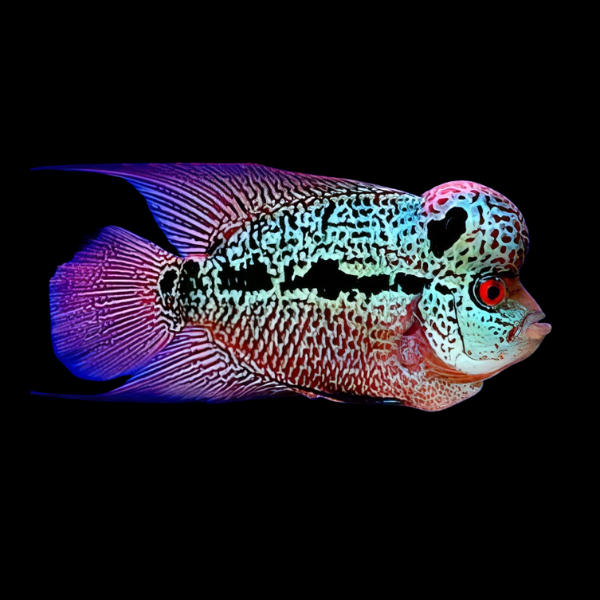 Full Pearl Luohan Flowerhorn Grade A 12cm Male