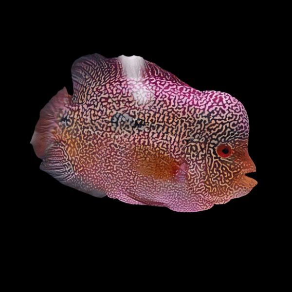 Full Pearl Pearl Of The Orient Flowerhorn Grade A 12cm Male