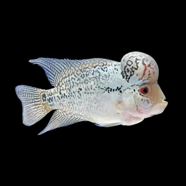 Full Pearl Platinum Kamfa Flowerhorn Grade A 12cm Male