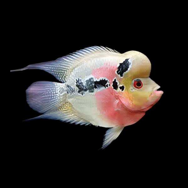 Full Pearl Red Dragon Short Body Flowerhorn Grade A 12cm Male