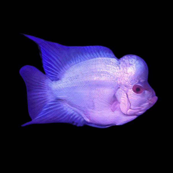 Full Pearl Short Body Blue Thai Silk Flowerhorn Grade A 12cm Male