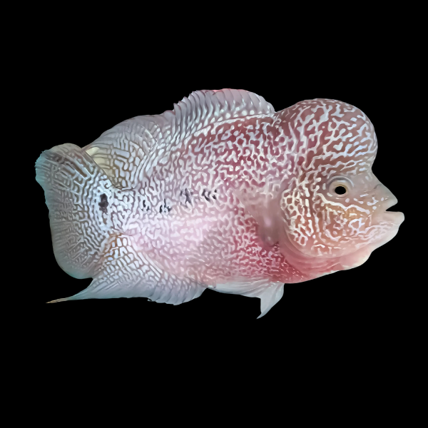 Full Pearl Super Kamfa Malau Flowerhorn Grade A 12cm Male