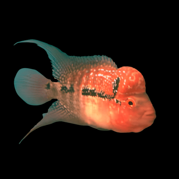 Full Pearl Super Red Dragon Flowerhorn Grade A 12cm Male