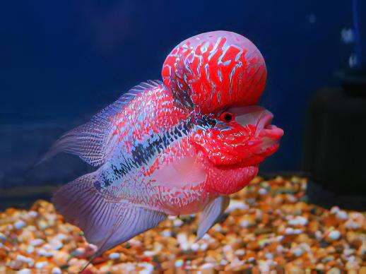 Full Pearl Super Red Flowerhorn Grade A 12cm Male - Image 5