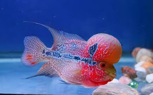 Full Pearl Super Red Flowerhorn Grade A 12cm Male - Image 6