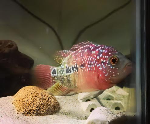 Full Pearl Super Red Flowerhorn Grade A 12cm Male - Image 9