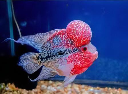 Full Pearl Super Red Flowerhorn Grade A 12cm Male - Image 7