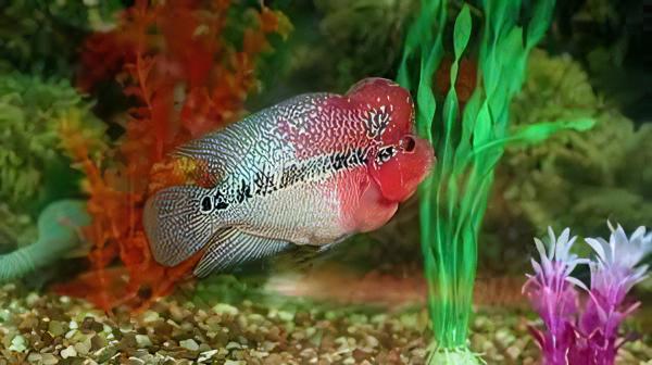 Full Pearl Super Red Flowerhorn Grade A 12cm Male - Image 8