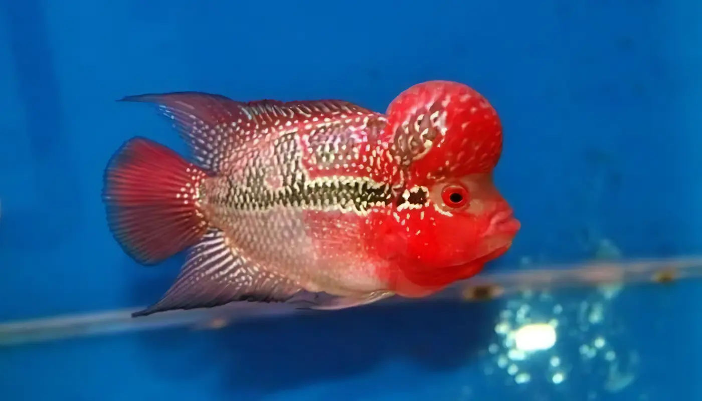 Full Pearl Super Red Flowerhorn Grade A 12cm Male - Image 4