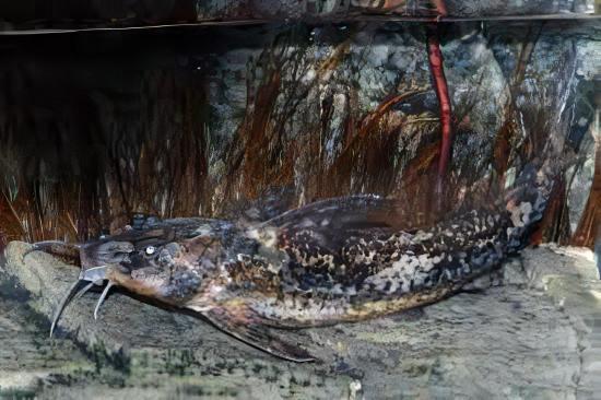 Gallagher's Thorny Catfish Rhinodoras Gallagheri 15cm - Image 5