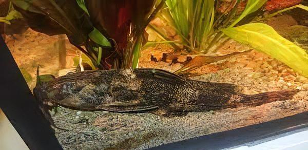 Gallagher's Thorny Catfish Rhinodoras Gallagheri 15cm - Image 8