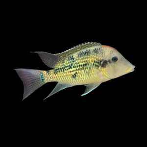 Geophagus Alto Sinu 4cm