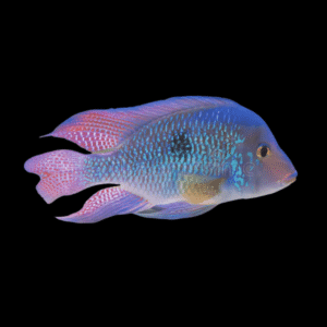 Geophagus Brasiliensis 4cm