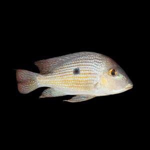 Geophagus Gurupi 4cm