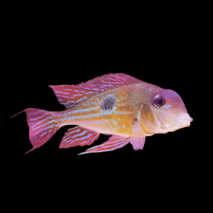 Geophagus Proximus 4cm