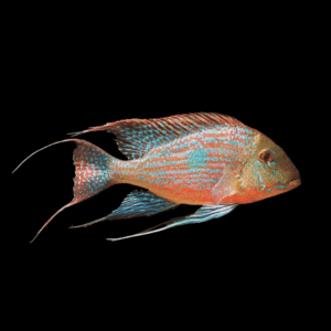 Geophagus Sveni 4cm