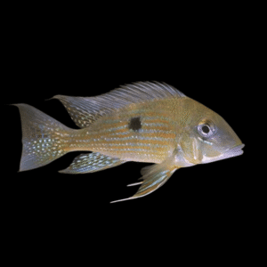 Geophagus Taeniopareius 4cm