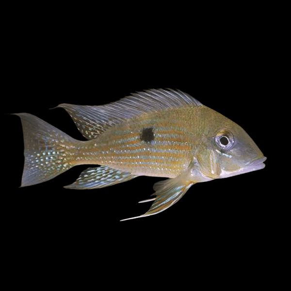 Geophagus Taeniopareius 4cm