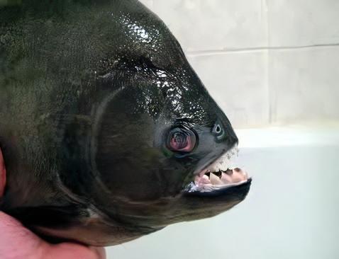 Giant Black Rhom Piranha Serrasalmus Rhombeus 40cm - Image 7