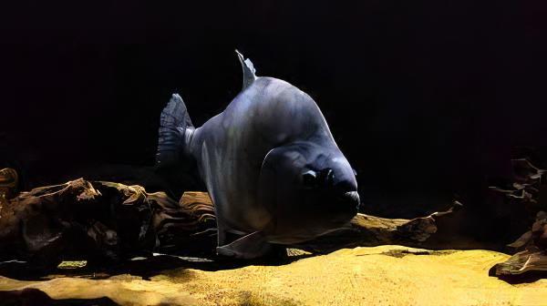 Giant Black Rhom Piranha Serrasalmus Rhombeus 40cm - Image 4