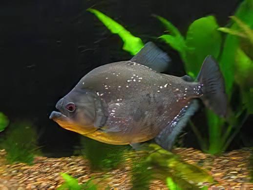 Giant Black Rhom Piranha Serrasalmus Rhombeus 40cm - Image 6