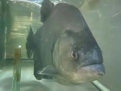 Giant Black Rhom Piranha Serrasalmus Rhombeus 40cm - Image 5