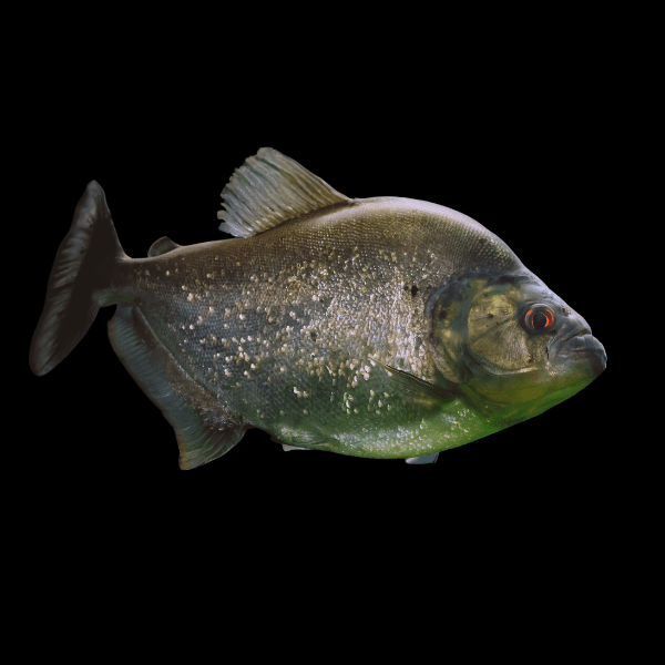 Giant Black Rhom Piranha Serrasalmus Rhombeus 40cm